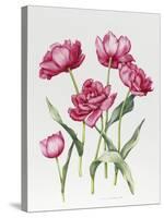 Pink Peony Tulips-Sally Crosthwaite-Stretched Canvas