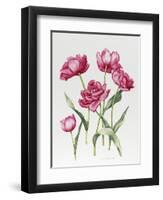 Pink Peony Tulips-Sally Crosthwaite-Framed Premium Giclee Print