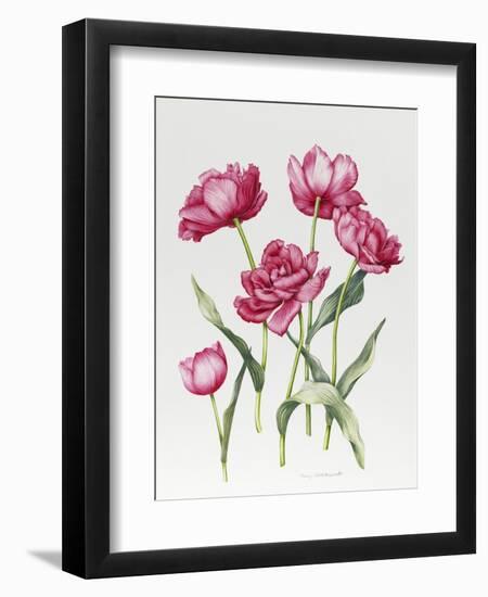 Pink Peony Tulips-Sally Crosthwaite-Framed Premium Giclee Print