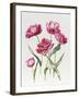 Pink Peony Tulips-Sally Crosthwaite-Framed Giclee Print