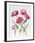 Pink Peony Tulips-Sally Crosthwaite-Framed Giclee Print