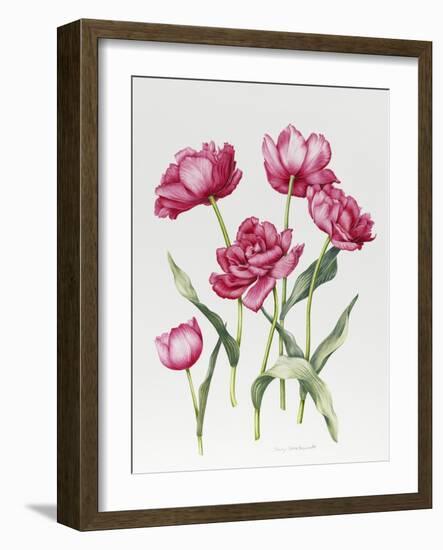 Pink Peony Tulips-Sally Crosthwaite-Framed Giclee Print