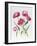Pink Peony Tulips-Sally Crosthwaite-Framed Giclee Print