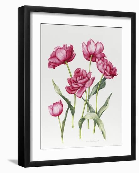 Pink Peony Tulips-Sally Crosthwaite-Framed Giclee Print