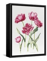 Pink Peony Tulips-Sally Crosthwaite-Framed Stretched Canvas