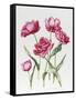 Pink Peony Tulips-Sally Crosthwaite-Framed Stretched Canvas