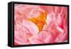 Pink Peony V-Karyn Millet-Framed Stretched Canvas