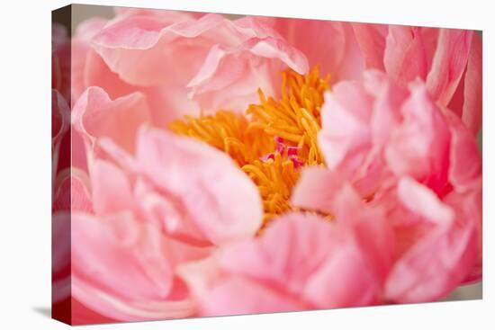 Pink Peony V-Karyn Millet-Stretched Canvas