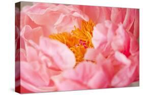 Pink Peony V-Karyn Millet-Stretched Canvas