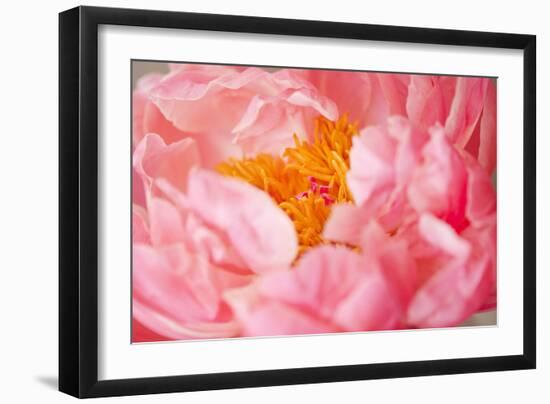 Pink Peony V-Karyn Millet-Framed Photographic Print