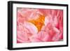 Pink Peony V-Karyn Millet-Framed Photographic Print