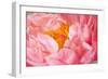 Pink Peony V-Karyn Millet-Framed Photographic Print