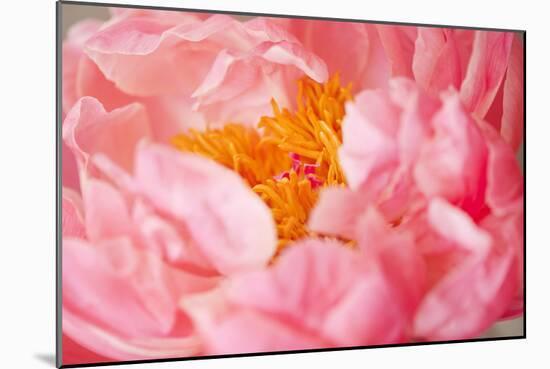 Pink Peony V-Karyn Millet-Mounted Photographic Print