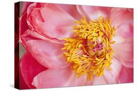 Pink Peony VI-Karyn Millet-Stretched Canvas