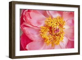 Pink Peony VI-Karyn Millet-Framed Photographic Print