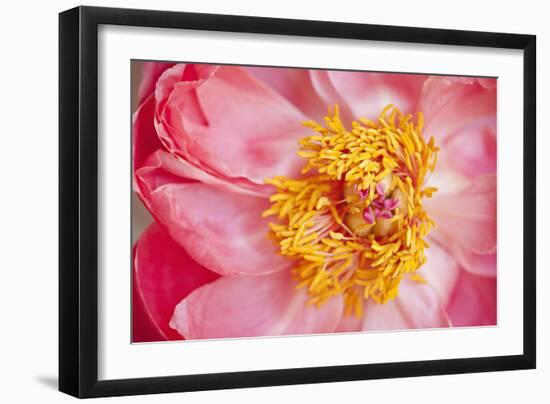 Pink Peony VI-Karyn Millet-Framed Photographic Print