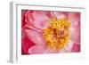 Pink Peony VI-Karyn Millet-Framed Photographic Print