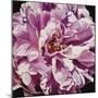 Pink Peony-Jennifer Harmes-Mounted Giclee Print