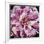 Pink Peony-Jennifer Harmes-Framed Giclee Print