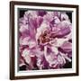 Pink Peony-Jennifer Harmes-Framed Giclee Print