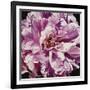 Pink Peony-Jennifer Harmes-Framed Giclee Print