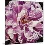 Pink Peony-Jennifer Harmes-Mounted Giclee Print