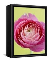 Pink Peony-Clive Nichols-Framed Stretched Canvas