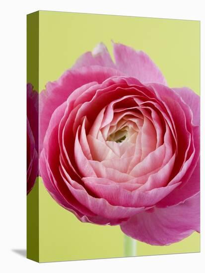 Pink Peony-Clive Nichols-Stretched Canvas