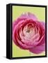 Pink Peony-Clive Nichols-Framed Stretched Canvas