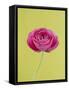 Pink Peony-Clive Nichols-Framed Stretched Canvas