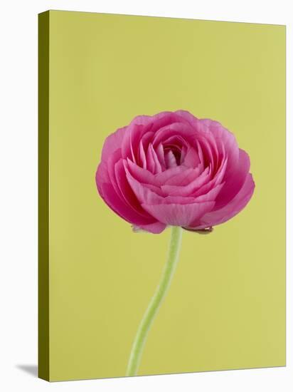 Pink Peony-Clive Nichols-Stretched Canvas