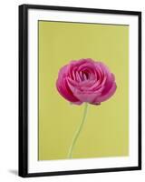 Pink Peony-Clive Nichols-Framed Photographic Print