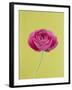 Pink Peony-Clive Nichols-Framed Photographic Print