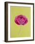 Pink Peony-Clive Nichols-Framed Photographic Print