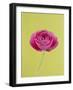 Pink Peony-Clive Nichols-Framed Photographic Print