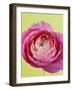 Pink Peony-Clive Nichols-Framed Photographic Print