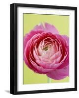 Pink Peony-Clive Nichols-Framed Photographic Print