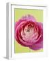 Pink Peony-Clive Nichols-Framed Photographic Print