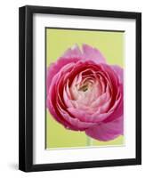 Pink Peony-Clive Nichols-Framed Photographic Print