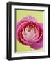 Pink Peony-Clive Nichols-Framed Photographic Print