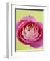 Pink Peony-Clive Nichols-Framed Photographic Print