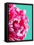 Pink Peony-Lexie Greer-Framed Stretched Canvas