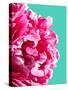 Pink Peony-Lexie Greer-Stretched Canvas