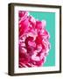 Pink Peony-Lexie Greer-Framed Photographic Print