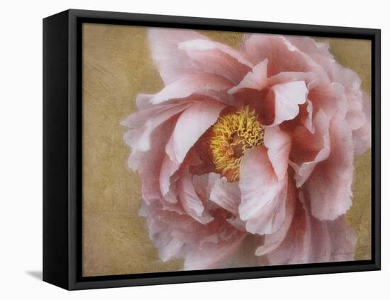 Pink Peony-Amy Melious-Framed Stretched Canvas