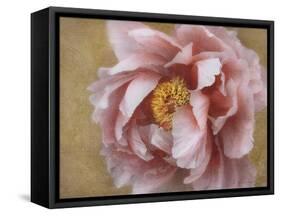 Pink Peony-Amy Melious-Framed Stretched Canvas