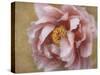Pink Peony-Amy Melious-Stretched Canvas