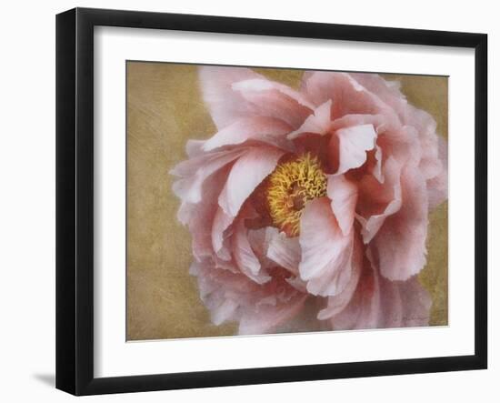 Pink Peony-Amy Melious-Framed Art Print