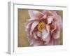 Pink Peony-Amy Melious-Framed Art Print