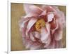 Pink Peony-Amy Melious-Framed Art Print